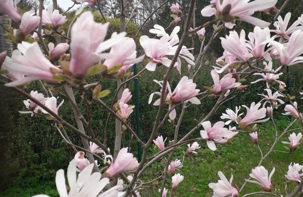 Dubravos arboretume jau skleidžiasi įspūdingi magnolijų žiedai
