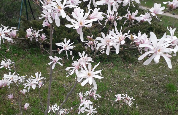 Dubravos arboretume jau skleidžiasi įspūdingi magnolijų žiedai