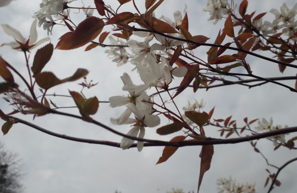 Dubravos arboretume jau skleidžiasi įspūdingi magnolijų žiedai
