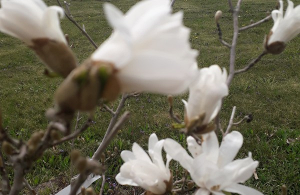 Dubravos arboretume jau skleidžiasi įspūdingi magnolijų žiedai