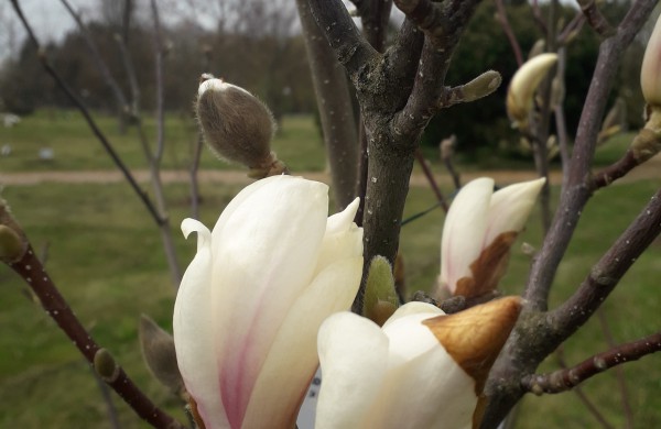 Dubravos arboretume jau skleidžiasi įspūdingi magnolijų žiedai