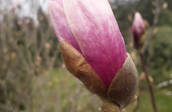 Dubravos arboretume jau skleidžiasi įspūdingi magnolijų žiedai