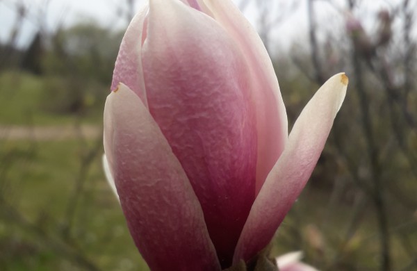 Dubravos arboretume jau skleidžiasi įspūdingi magnolijų žiedai