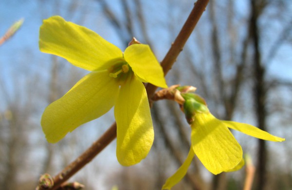 Dubravos arboretume jau skleidžiasi įspūdingi magnolijų žiedai