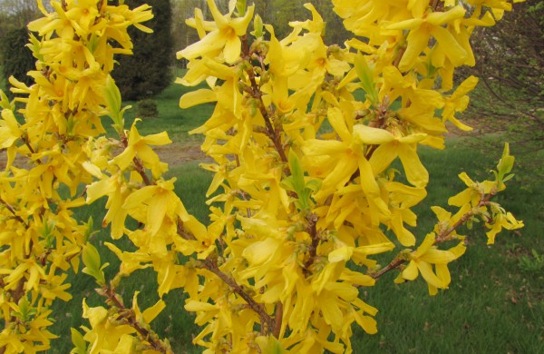 Dubravos arboretume jau skleidžiasi įspūdingi magnolijų žiedai