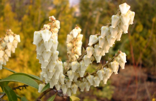 Dubravos arboretume jau skleidžiasi įspūdingi magnolijų žiedai