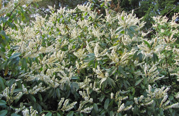 Dubravos arboretume jau skleidžiasi įspūdingi magnolijų žiedai