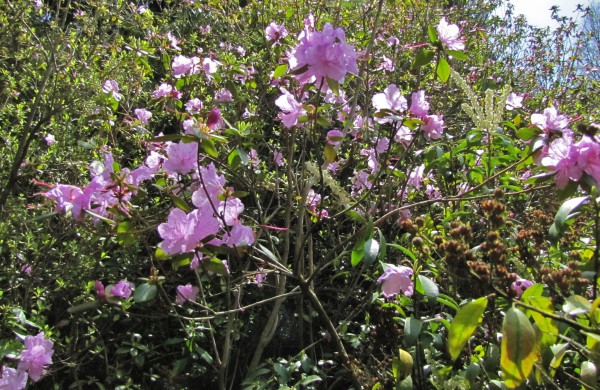 Dubravos arboretume jau skleidžiasi įspūdingi magnolijų žiedai