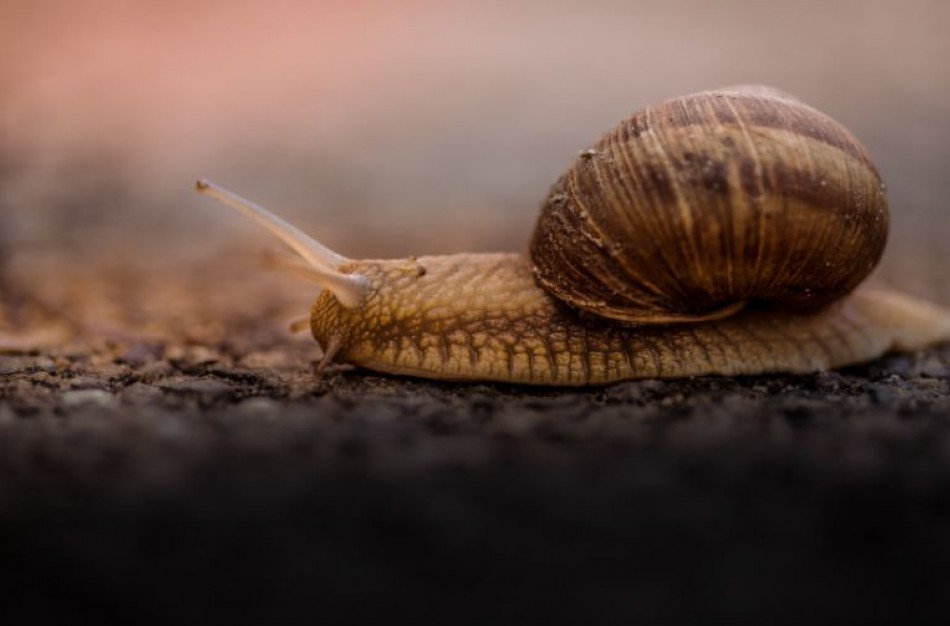 Prasidėjo vynuoginių sraigių rinkimo sezonas