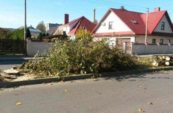 Pjaunamos medžių alėjos
