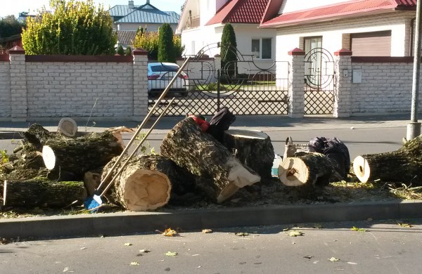 Pjaunamos medžių alėjos