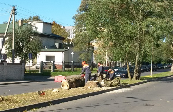 Pjaunamos medžių alėjos