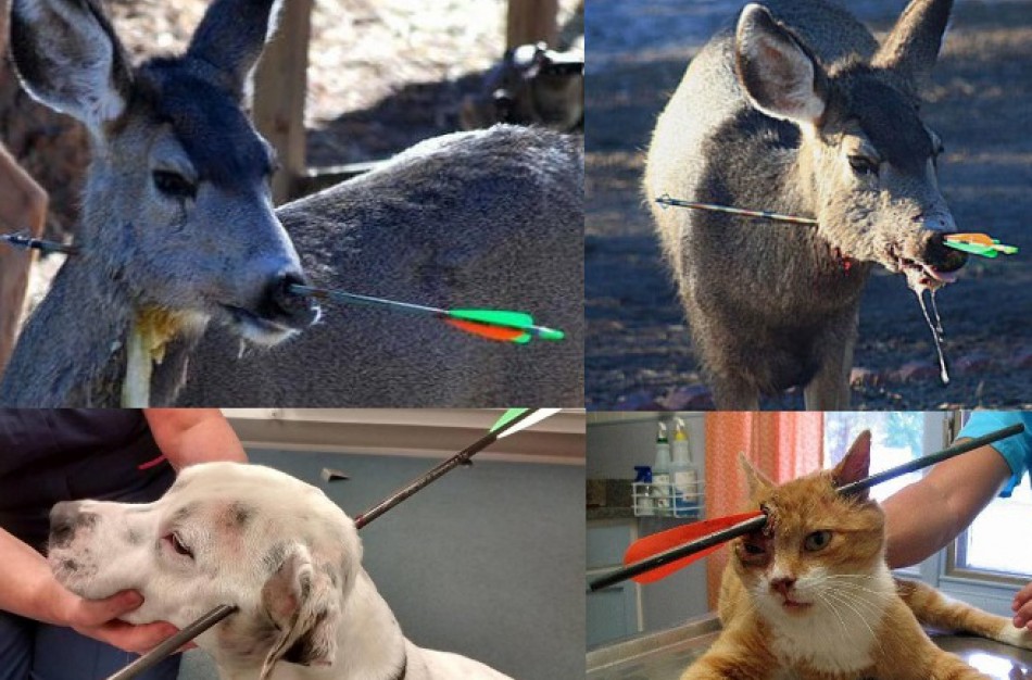 Platinama peticija prieš lankų ir prožektorių naudojimą medžioklėje