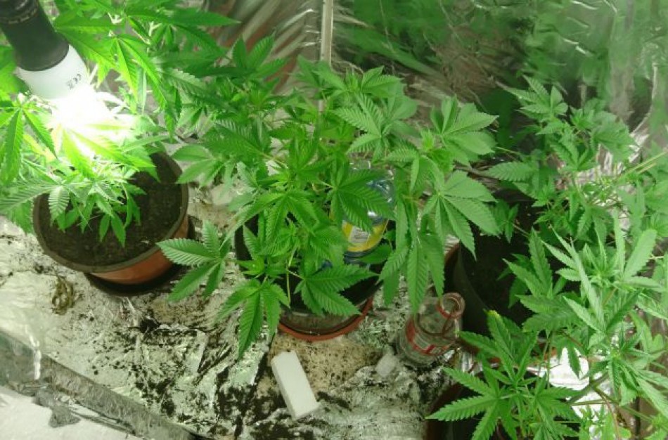 Jonavoje auginusiam kanapes kauniečiui nutarta netaikyti lygtinio paleidimo