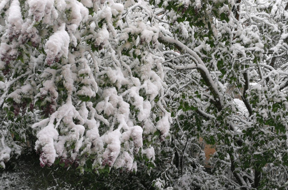Pavasarinės gamtos išdaigos –  į šalį toliau plūs šaltas oras