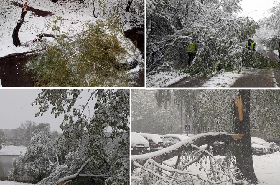Užusalių seniūnijoje vienu metu išvirto net 20 medžių