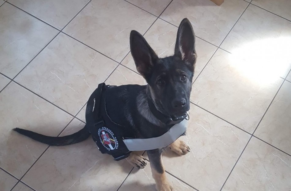 VSAT Kinologijos instruktorius: Svarbiausia yra atrasti ryšį su šuniu 