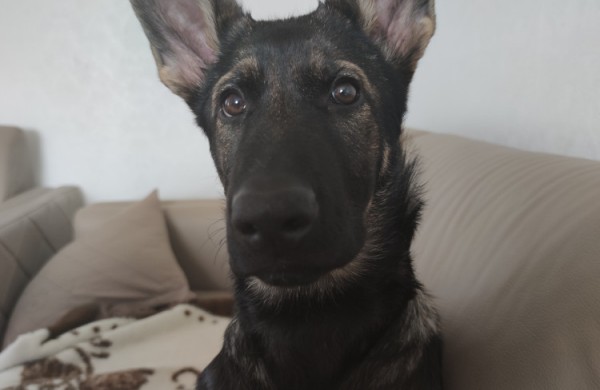 VSAT Kinologijos instruktorius: Svarbiausia yra atrasti ryšį su šuniu 