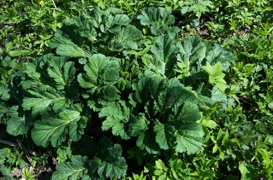 Miškininkai pradeda naikinti Sosnovskio barščius - Lietuvoje sparčiai plintantį pavojingą augalą