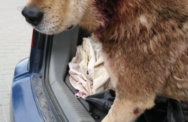 Rukloje užpjudyto šuns istorija sudomino ne vieną tarnybą: dėmesį atkreipė ir Vaiko teisės