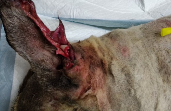 Rukloje užpjudyto šuns istorija sudomino ne vieną tarnybą: dėmesį atkreipė ir Vaiko teisės