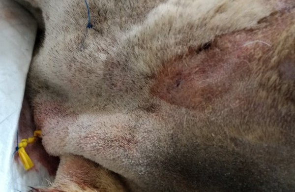 Rukloje užpjudyto šuns istorija sudomino ne vieną tarnybą: dėmesį atkreipė ir Vaiko teisės