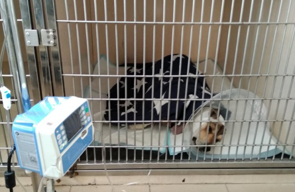 Rukloje užpjudyto šuns istorija sudomino ne vieną tarnybą: dėmesį atkreipė ir Vaiko teisės