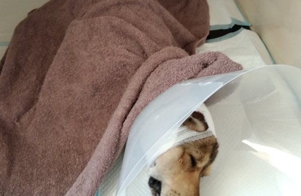 Rukloje užpjudyto šuns istorija sudomino ne vieną tarnybą: dėmesį atkreipė ir Vaiko teisės