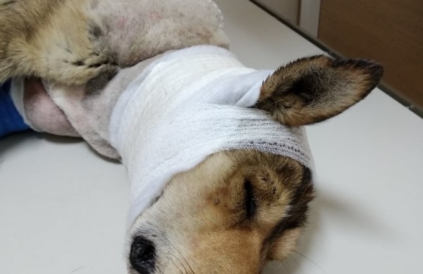 Rukloje užpjudyto šuns istorija sudomino ne vieną tarnybą: dėmesį atkreipė ir Vaiko teisės