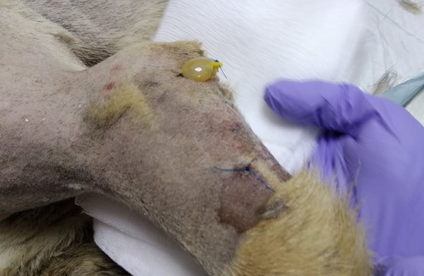 Rukloje užpjudyto šuns istorija sudomino ne vieną tarnybą: dėmesį atkreipė ir Vaiko teisės