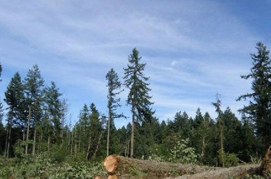 Numatoma sumažinti didžiausią leistiną atskiro plyno kirtimo plotą ūkiniuose miškuose