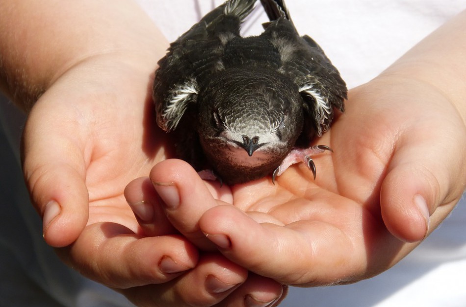 Jonavietė sunerimo dėl čiurlių: ,,Nenoriu gyventi name, kuriame užmūryti ir nukankinti paukščių jaunikliai"
