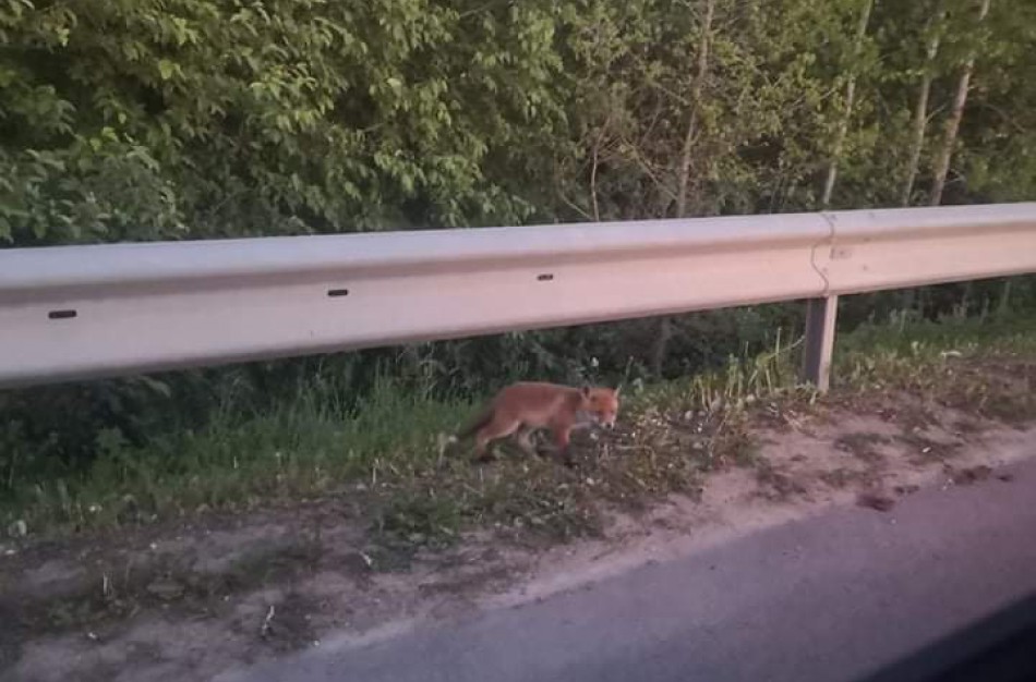 Skaitytojai užfiksavo smagų kadrą - bebaimius lapiukus: ar jauniklių drąsa susijusi su pasiutlige? 