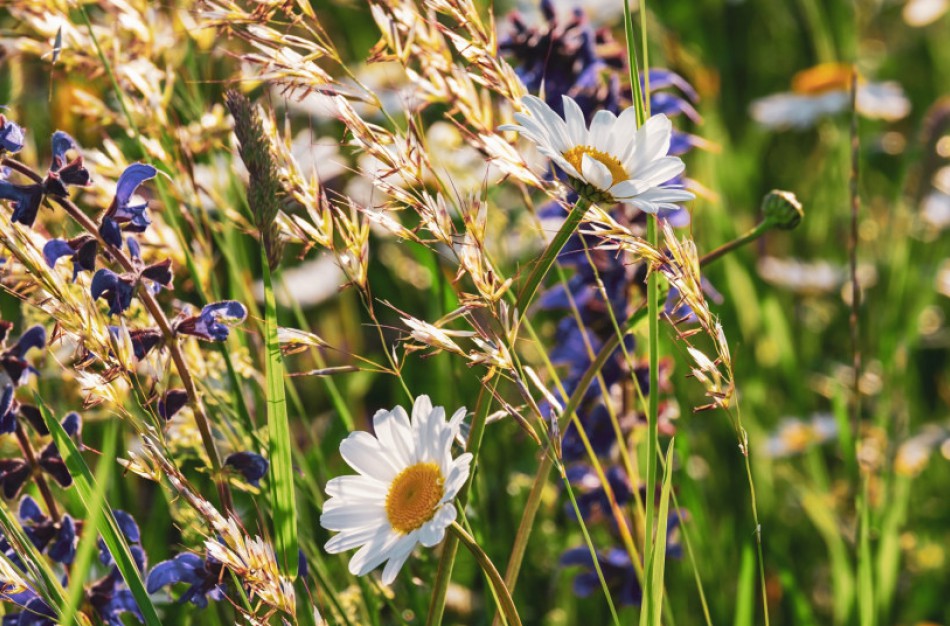 Šiandien – Pasaulinė aplinkos diena