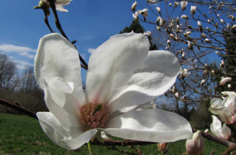 Dubravos arboretume pražydo įspūdingi rododendrai