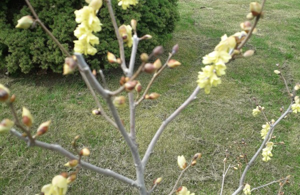 Dubravos arboretume pražydo įspūdingi rododendrai