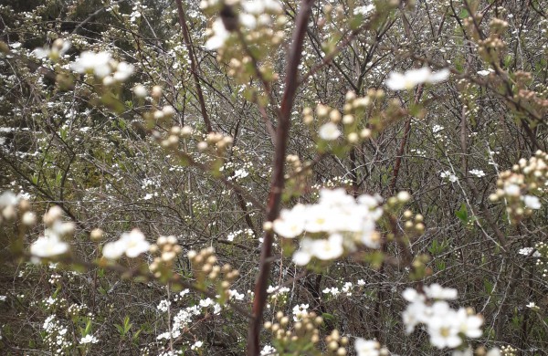 Dubravos arboretume pražydo įspūdingi rododendrai