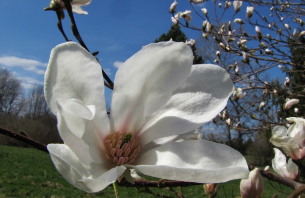 Dubravos arboretume pražydo įspūdingi rododendrai