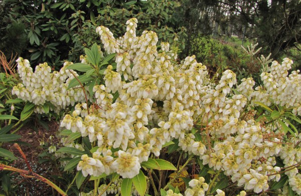 Dubravos arboretume pražydo įspūdingi rododendrai