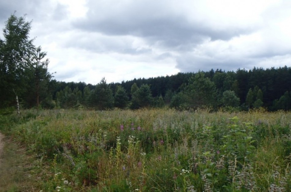 Per metus Jonavoje padidėjo apleistos žemės plotai 