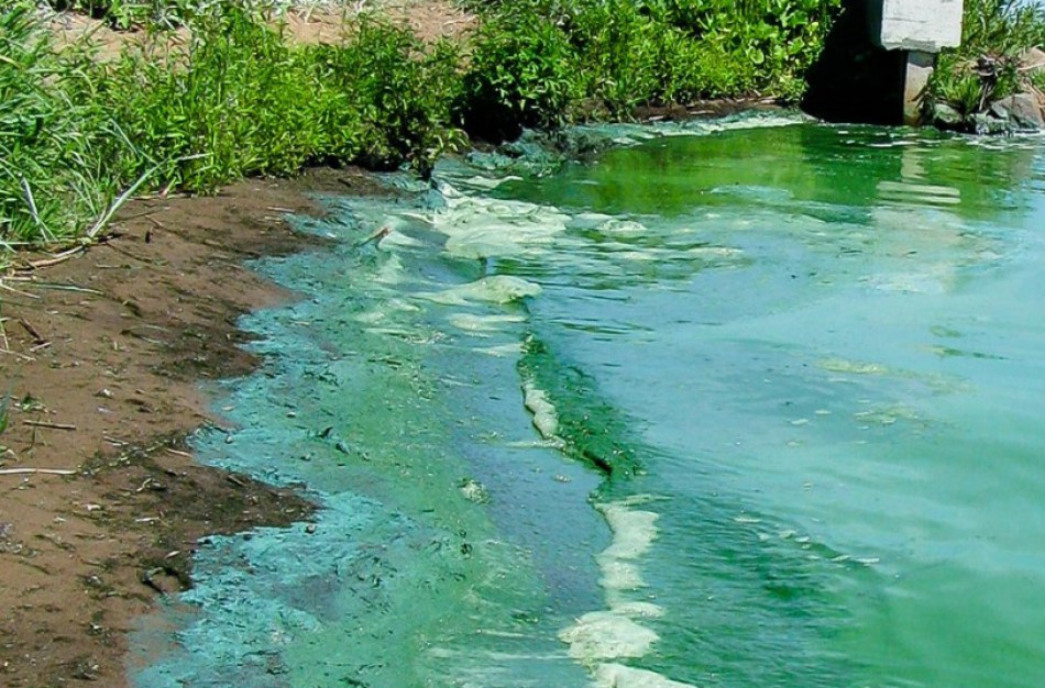 Pažymėk žydintį vandens telkinį