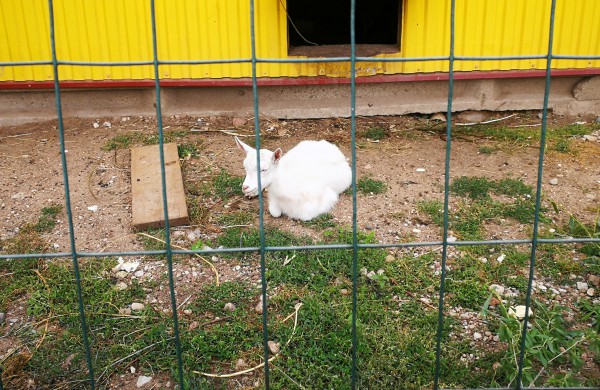 Globėjams padėkoti skirta savaitė