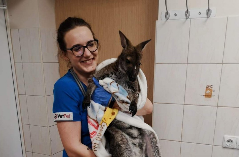 Jonavos veterinarijos centrui ,,VetPet" patikėtas neeilinis pacientas - kengūriukas