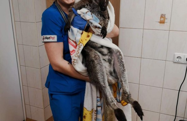 Jonavos veterinarijos centrui ,,VetPet" patikėtas neeilinis pacientas - kengūriukas