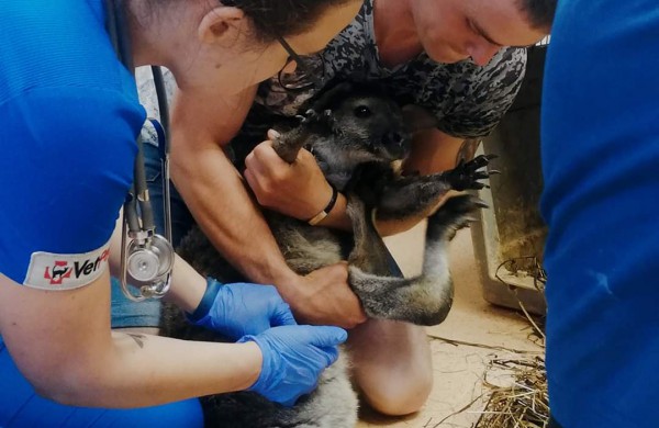 Jonavos veterinarijos centrui ,,VetPet" patikėtas neeilinis pacientas - kengūriukas