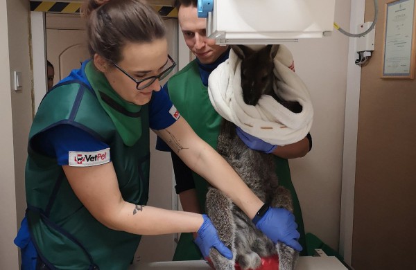 Jonavos veterinarijos centrui ,,VetPet" patikėtas neeilinis pacientas - kengūriukas