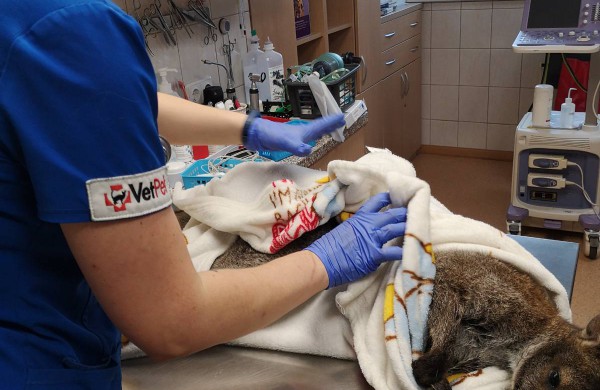 Jonavos veterinarijos centrui ,,VetPet" patikėtas neeilinis pacientas - kengūriukas