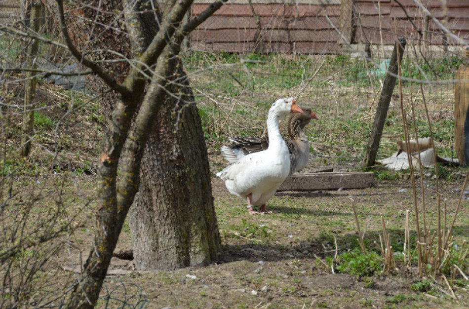 Pagalba įsigyjant ūkinius gyvūnus, išskyrus kiaules