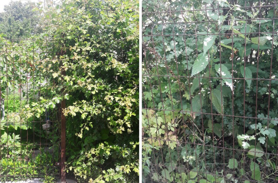 Sodų „Ąžuolas“ kaimynų konfliktas tęsiasi 10 metų