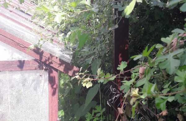 Sodų „Ąžuolas“ kaimynų konfliktas tęsiasi 10 metų